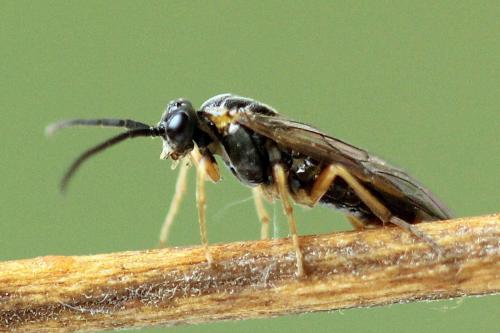 Réf. 247 784 : Pristiphora alpestris