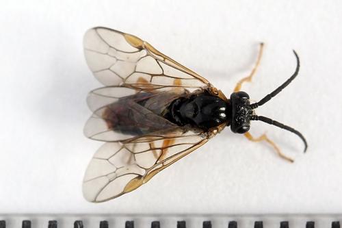 Réf. 247 785 : Pristiphora alpestris