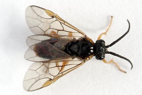 Réf. 247 786 : Pristiphora alpestris