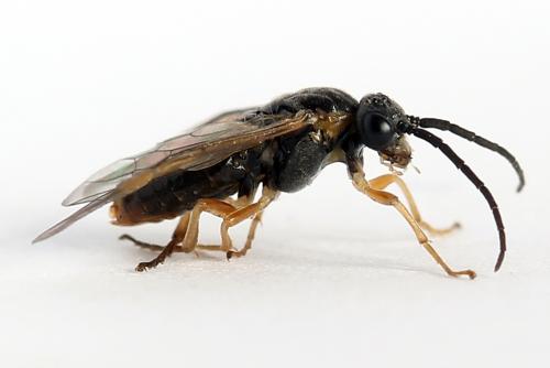 Réf. 247 787 : Pristiphora alpestris