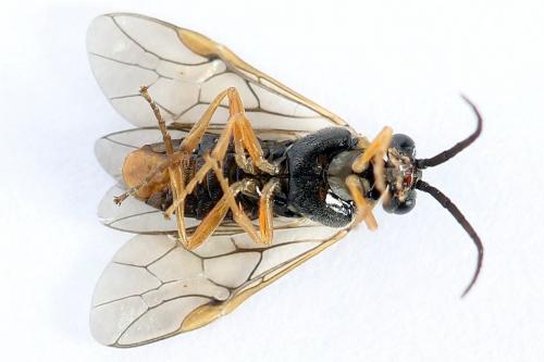 Réf. 247 788 : Pristiphora alpestris