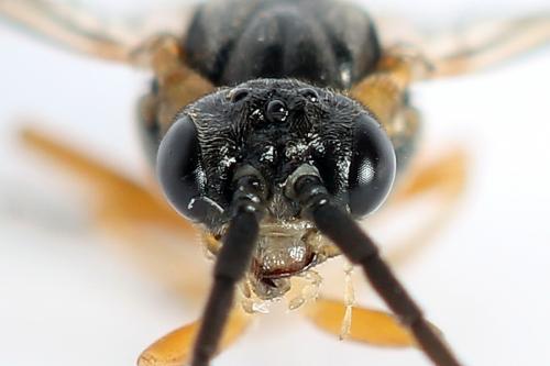 Réf. 247 798 : Pristiphora alpestris