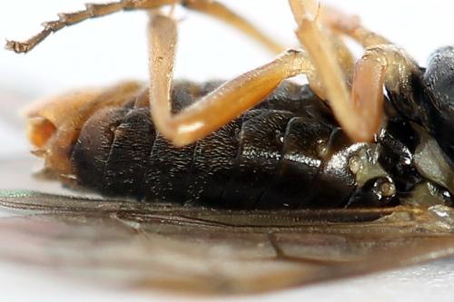 Réf. 247 791 : Pristiphora alpestris