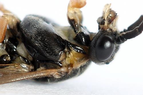 Réf. 247 792 : Pristiphora alpestris