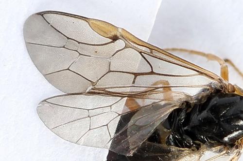 Réf. 247 793 : Pristiphora alpestris