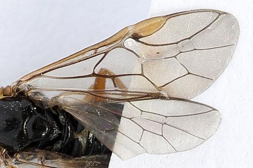 Réf. 247 794 : Pristiphora alpestris