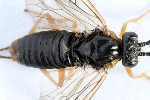 Réf. 247 795 : Pristiphora alpestris