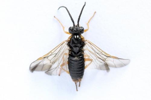 Réf. 247 796 : Pristiphora alpestris