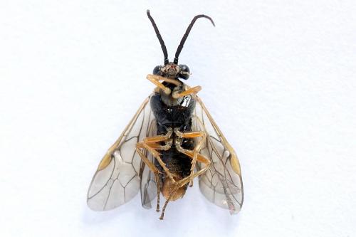 Réf. 247 797 : Pristiphora alpestris