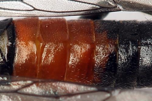 Réf. 247 306 : Dolerus bimaculatus