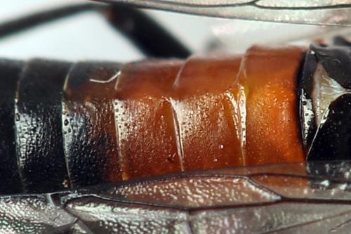 Réf. 247 307 : Dolerus bimaculatus