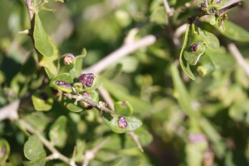 Aceria eucricotes