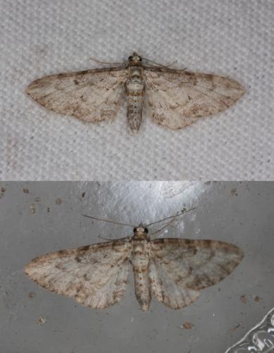 Réf. 247 655 : Eupithecia inturbata