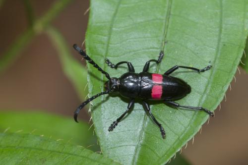 Réf. 247 459 : Lissonotus equestris