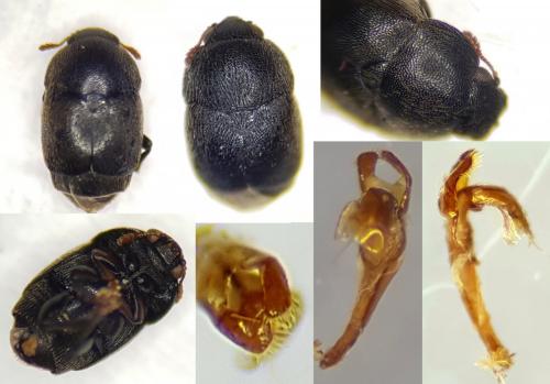 Brachypterolus linariae