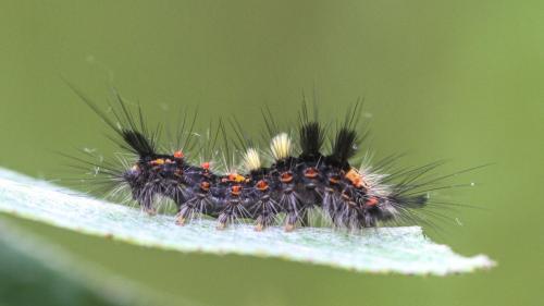 Orgyia antiqua