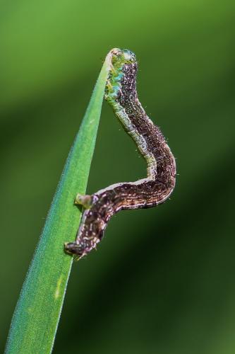 Réf. 247 962 : Theria primaria