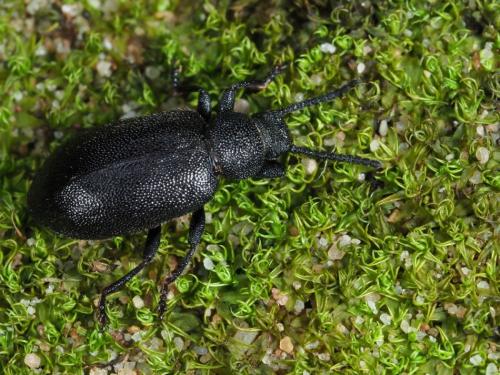 Luprops sp.