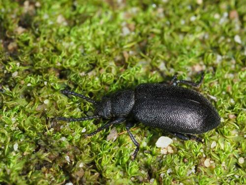 Luprops sp.