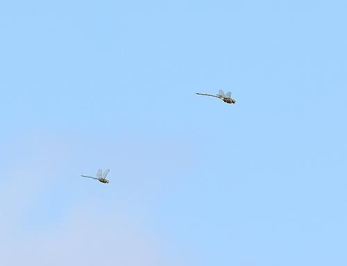 Anax tristis