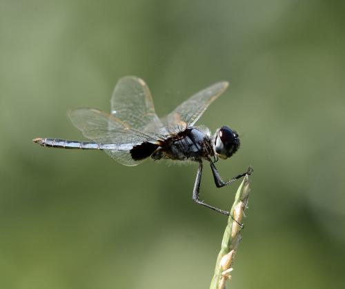 Réf. 247 068 : Urothemis edwardsii