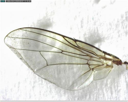 Réf. 247 752 : Muscina levida