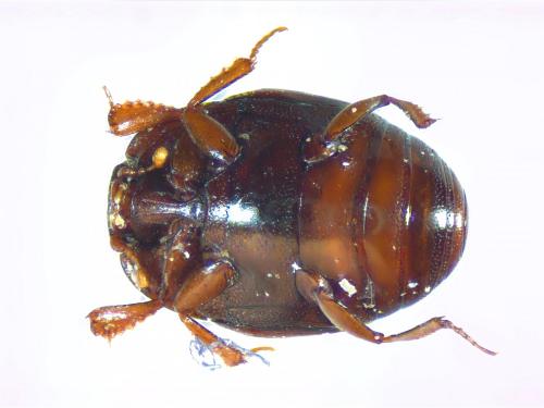 Réf. 247 677 : Microsaprinus sp.
