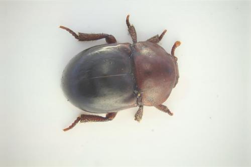 Thorictus sp.