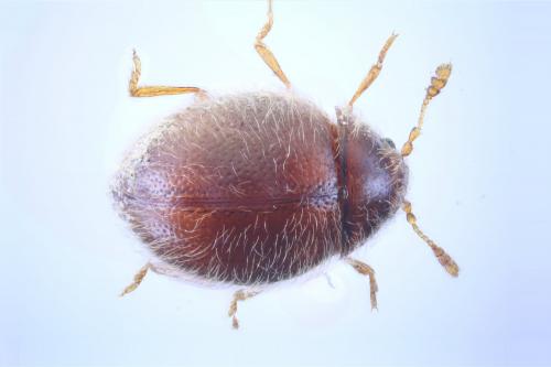Réf. 247 016 : Sphaerosoma sp.