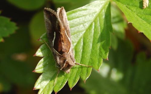 Macdunnoughia confusa