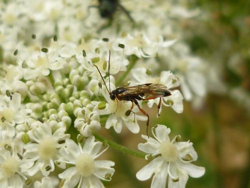 Réf. 247 010 : Pristomerus sp.