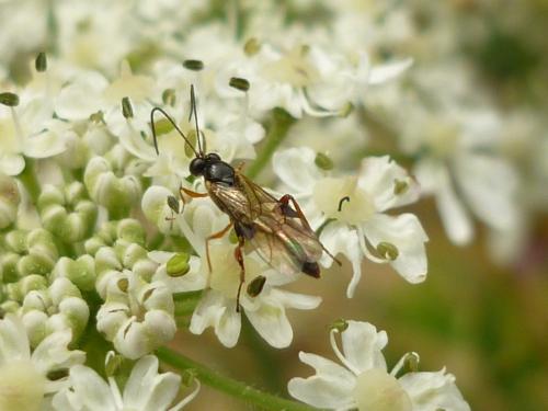 Réf. 247 011 : Pristomerus sp.