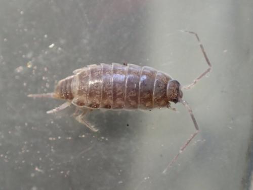 Réf. 247 108 : Halophiloscia sp.