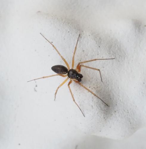 Tenuiphantes sp.