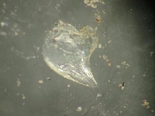 Réf. 247 162 : Halophiloscia sp.