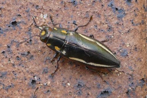 Metataenia artensis