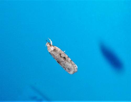 Réf. 247 859 : Agonopterix ocellana