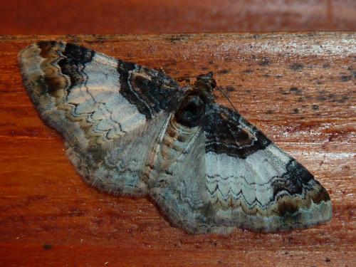 Réf. 247 254 : Catarhoe cuculata