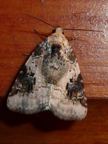 Réf. 247 410 : Pseudeustrotia candidula