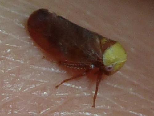 Réf. 247 441 : Pediopsis tiliae