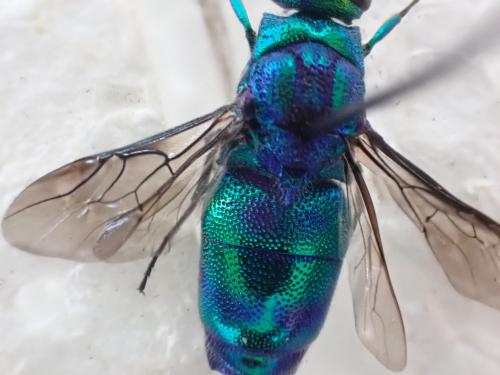 Chrysis lincea