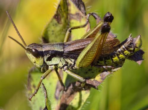 Podismopsis keisti