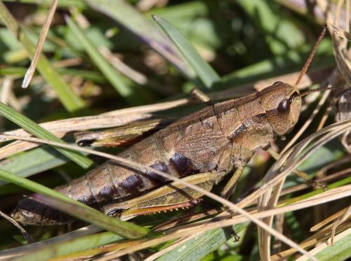 Podismopsis keisti