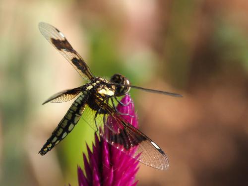 Palpopleura jucunda
