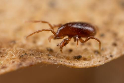Pergamasus diversus