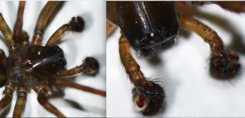 Amaurobius ferox