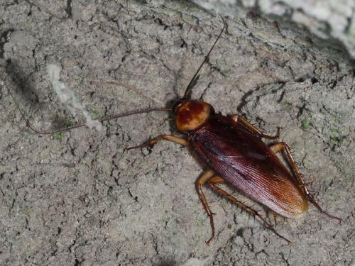 Periplaneta americana