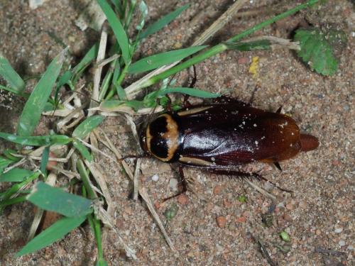 Periplaneta australasiae