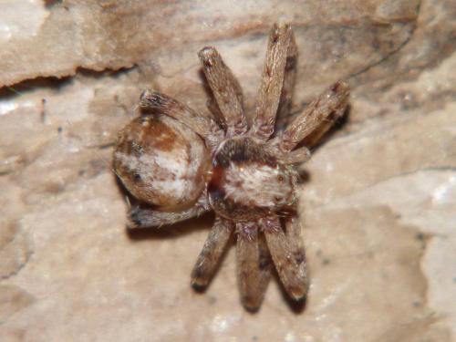 Philodromus sp.