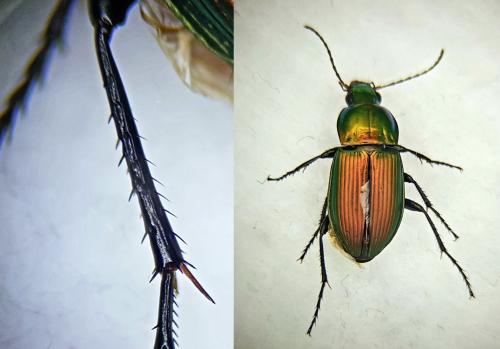 Réf. 247 705 : Poecilus versicolor